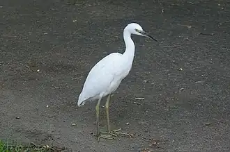 Middelste zilverreiger