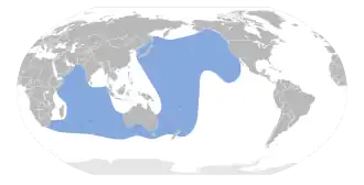 Australische grote pijlstormvogel