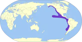 Chileense grote pijlstormvogel