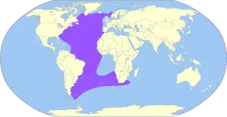 Grote pijlstormvogel