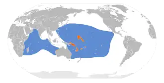 Wigstaartpijlstormvogel