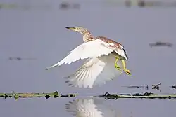 Chinese ralreiger (Ardeola bacchus)
