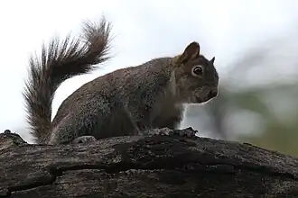 Sciurus alleni