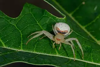 Misumenops callinurus