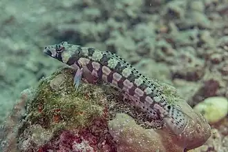 Parapercis tetracantha