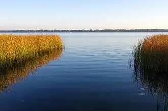 Rietland aan de noordoever