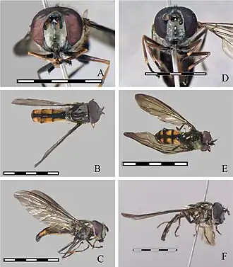 Argentinomyia