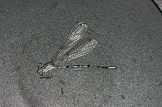Argia carlcooki