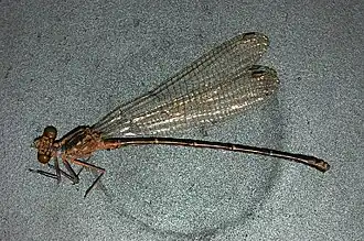 Argia funcki