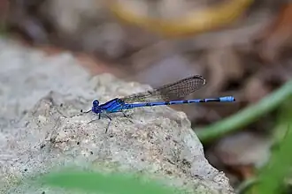 Argia funebris