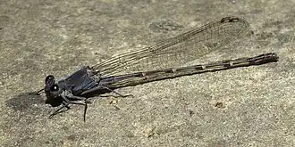 Argia lugens