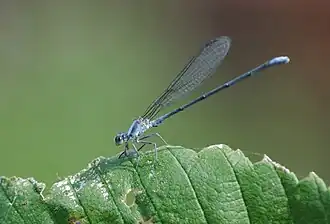 Argia moesta
