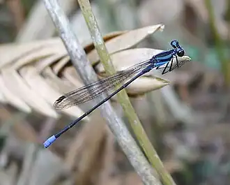 Argia rogersi