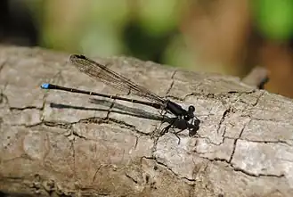 Argia tibialis