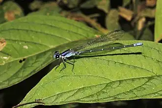 Argia ulmeca