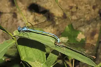 Argia westfalli