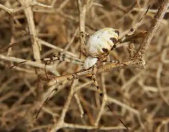 Argiope ahngeri