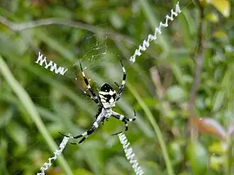Argiope boesenbergi