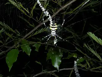 Argiope coquereli