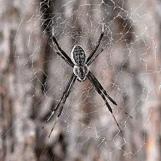 Argiope ocyaloides