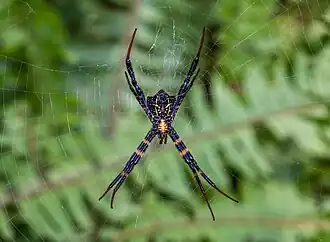 Argiope reinwardti