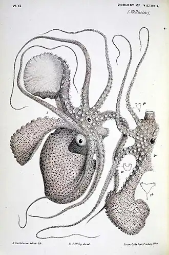 Papiernautilus