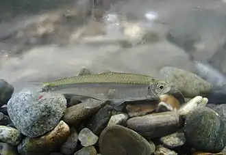 Argopleura magdalenensis