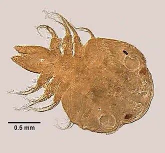 Argulus funduli