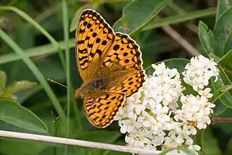 Argynnis niobe Duinparelmoervlinder