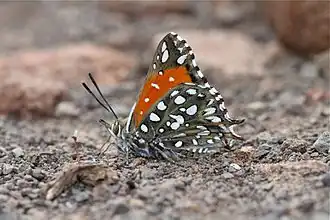 Argyraspodes argyraspis