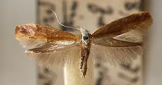 Argyresthia albistria