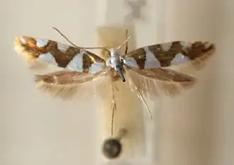 Argyresthia brockeella