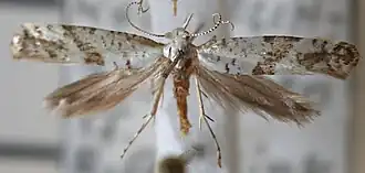 Argyresthia curvella