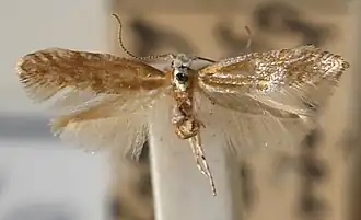 Argyresthia dilectella