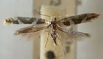 Argyresthia goedartella