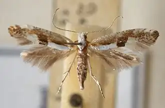 Argyresthia bonnetella
