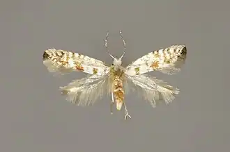 Grofgevlekte pedaalmot