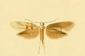 Argyresthia prenjella
