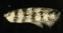 Argyresthia quadristrigella