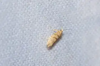 Zuidelijke pedaalmot