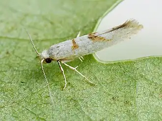 Argyresthia submontana
