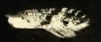 Argyresthia undulatella