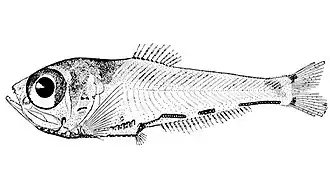 Argyripnus ephippiatus