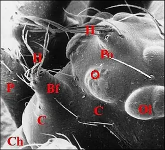 Argyrodes borbonicus