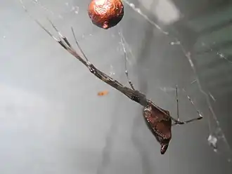 Argyrodes fissifrons