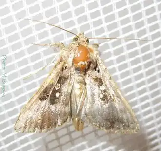 Argyrogramma