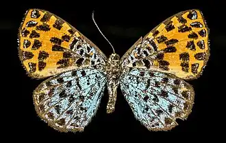 Argyrogrammana nurtia