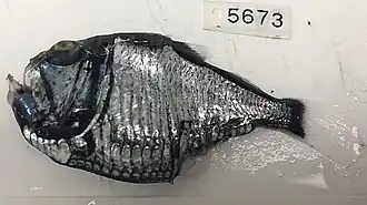 Argyropelecus sladeni