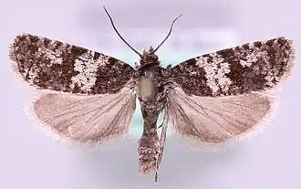 Argyroploce noricana