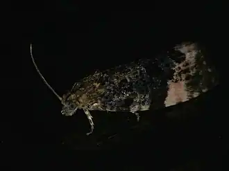 Argyroploce roseomaculana